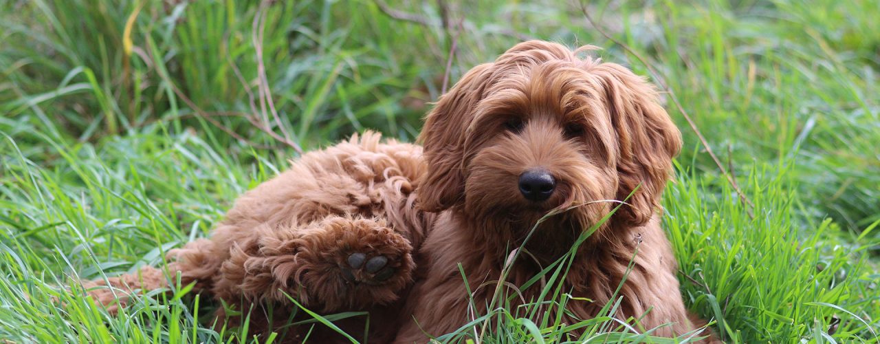 goldendoodle.de Ihre Goldendoodle Zucht in Sinzig